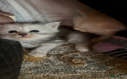 Maine Coon cats for sale: Beautiful rare colour pedigree Maine Coon kittens - Image 5