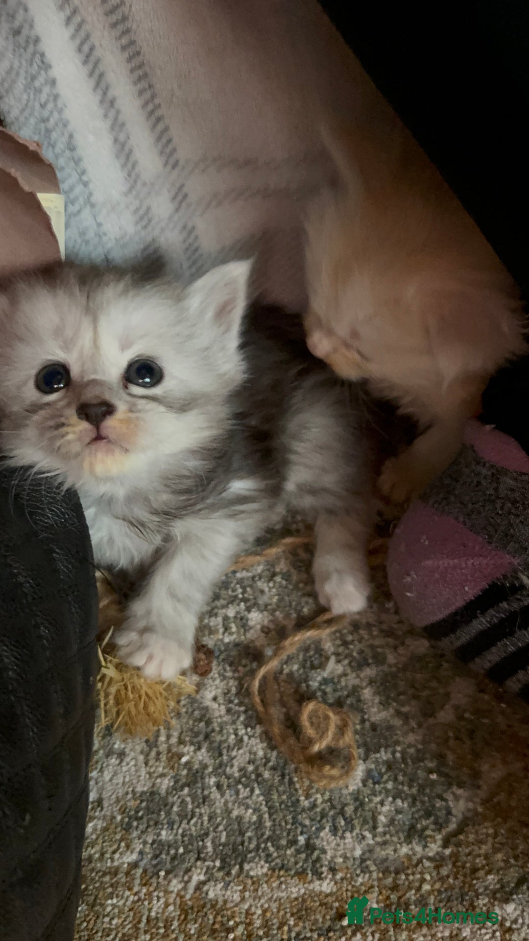 Maine Coon cats for sale: Beautiful rare colour pedigree Maine Coon kittens - Image 5