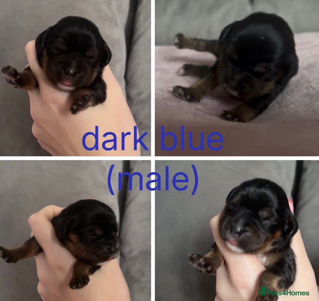 Cavalier King Charles Spaniel dogs for sale: Beautiful litter of KC reg King Charles spaniels - Advert 6