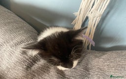 British Shorthair cats for sale: 2 kittens male black & white. Female black £100  - Image 9