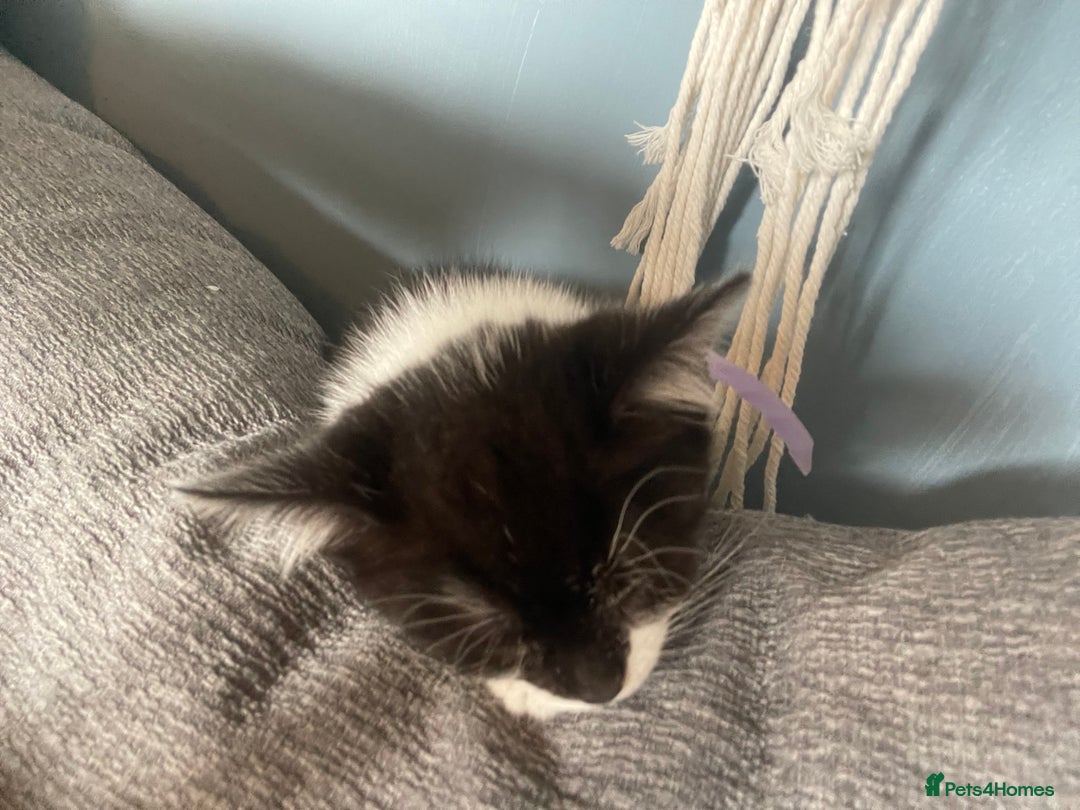 British Shorthair cats for sale: 2 kittens male black & white. Female black £100  - Image 9