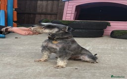 Miniature Schnauzer dogs for stud: KC MAC Pepper & Salt miniature schnauzer Stud - Image 7