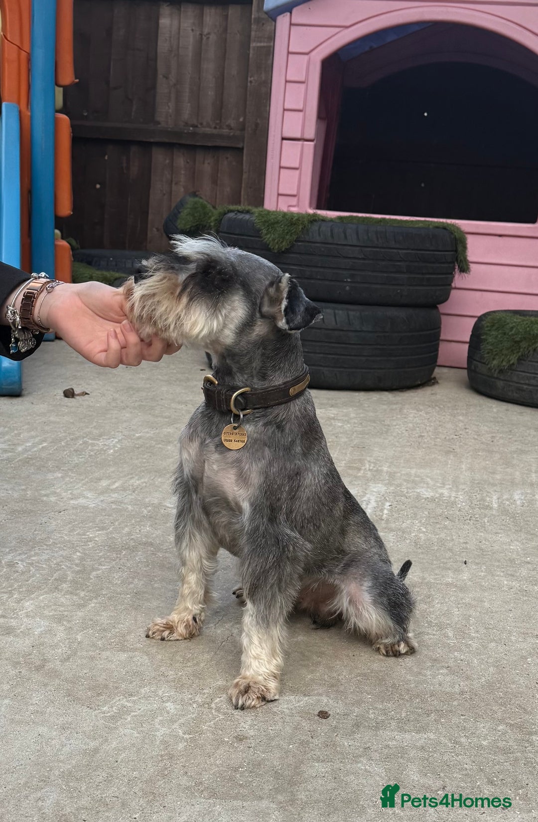 Miniature Schnauzer dogs for stud: KC MAC Pepper & Salt miniature schnauzer Stud - Image 7