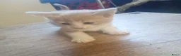 Mixed Breed cats for sale: British shorthair cross kittens  - Advert 14