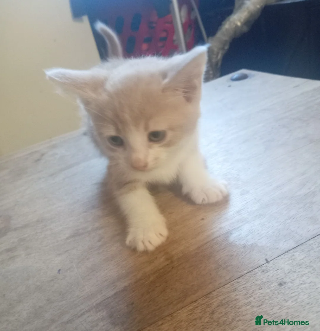 Mixed Breed cats for sale: British shorthair cross kittens  - Advert 14
