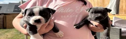 Staffordshire Bull Terrier dogs for sale: Staffordshire Bull Terrier pups x2 beautiful girls - Advert 3
