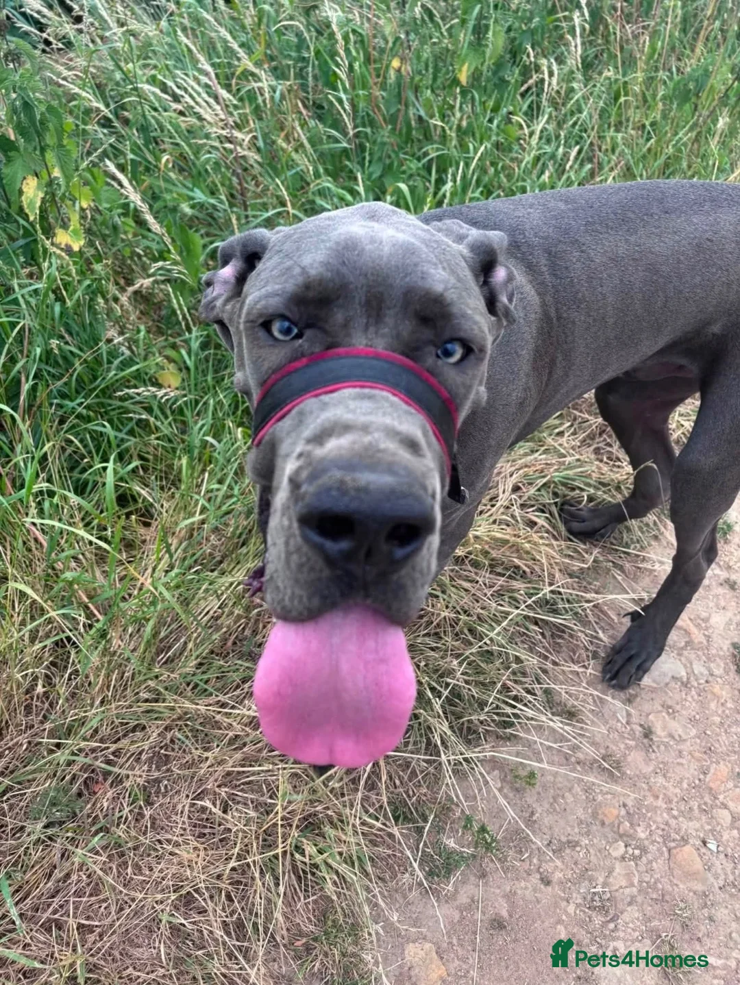 Great Dane dogs for sale: Blue Great Dane Male - Advert 2