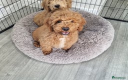 Cockapoo dogs for sale:  F1 Cockapoo puppies  - Image 7