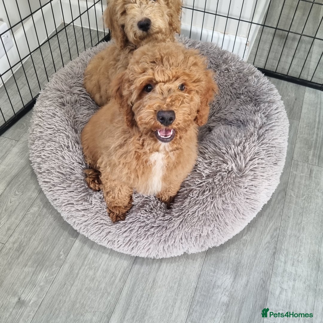 Cockapoo dogs for sale:  F1 Cockapoo puppies  - Image 7