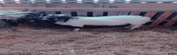 Goats livestock for sale: Boer bucks - Advert 2