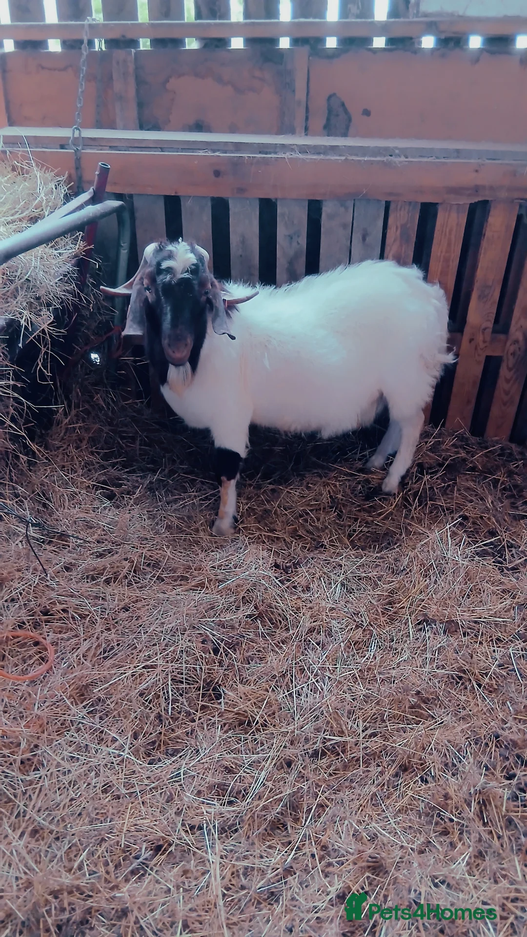 Goats livestock for sale: Boer bucks - Advert 2