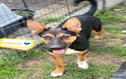 Mixed Breed dogs for adoption: 💙🐶 CONNOR 🐶💙 - Image 1