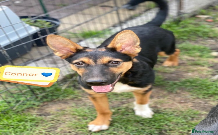 Mixed Breed dogs - Advert 14