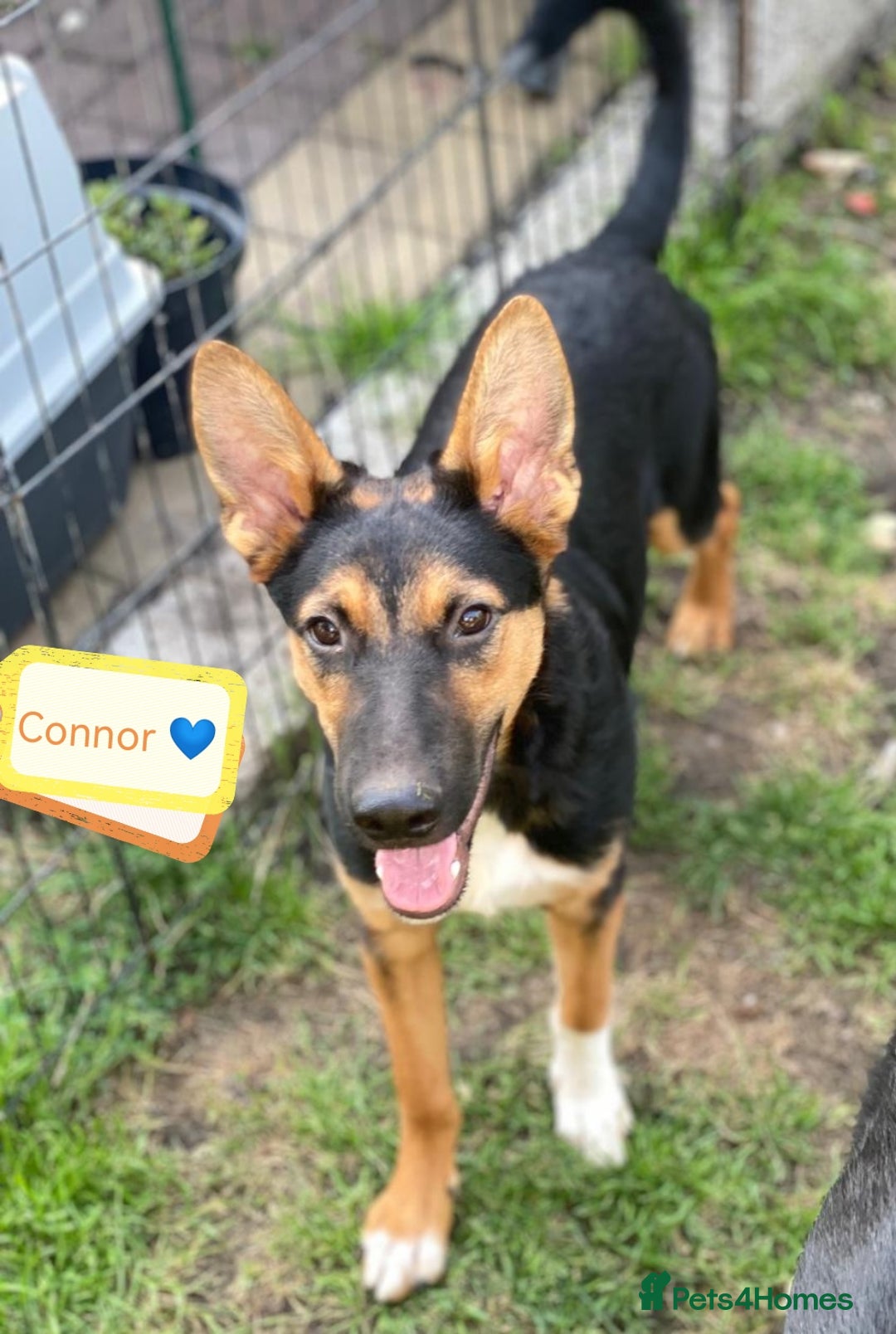 Mixed Breed dogs for adoption: 💙🐶 CONNOR 🐶💙 - Image 1