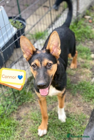Mixed Breed dogs - Advert 15