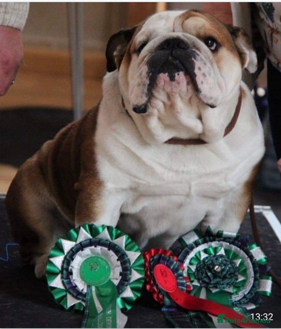 English Bulldog dogs for sale: Avaword  show Bulldogs  - Image 4