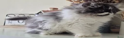 Persian cats for sale: Persian Long-Haired Male Kitten for a Loving Home - Advert 16