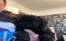 Mixed Breed dogs for sale: Chocolate sable Cockapoo x bichon  - Image 2