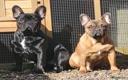 French Bulldog dogs for stud: Handsome boys for stud - Image 1