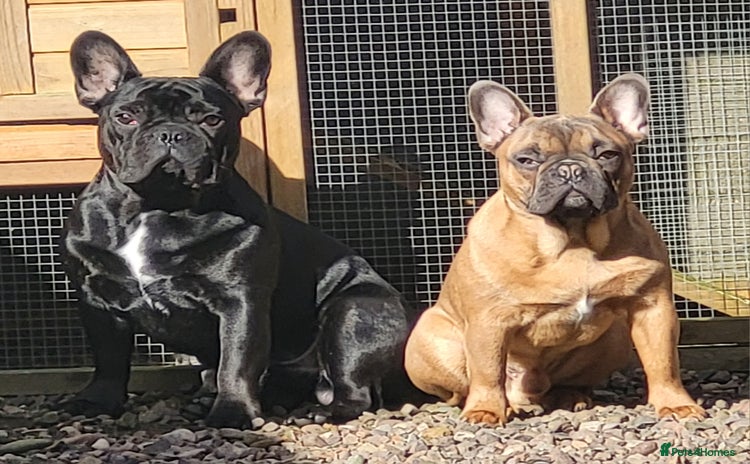 French Bulldog dogs - Advert 14
