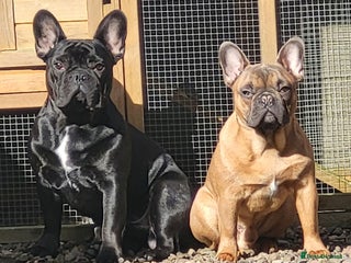 French Bulldog dogs - Advert 13