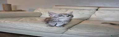 Maine Coon Kitten 4