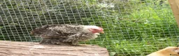 Chickens poultry for sale: Pekin Bantam Cockerels - Advert 12