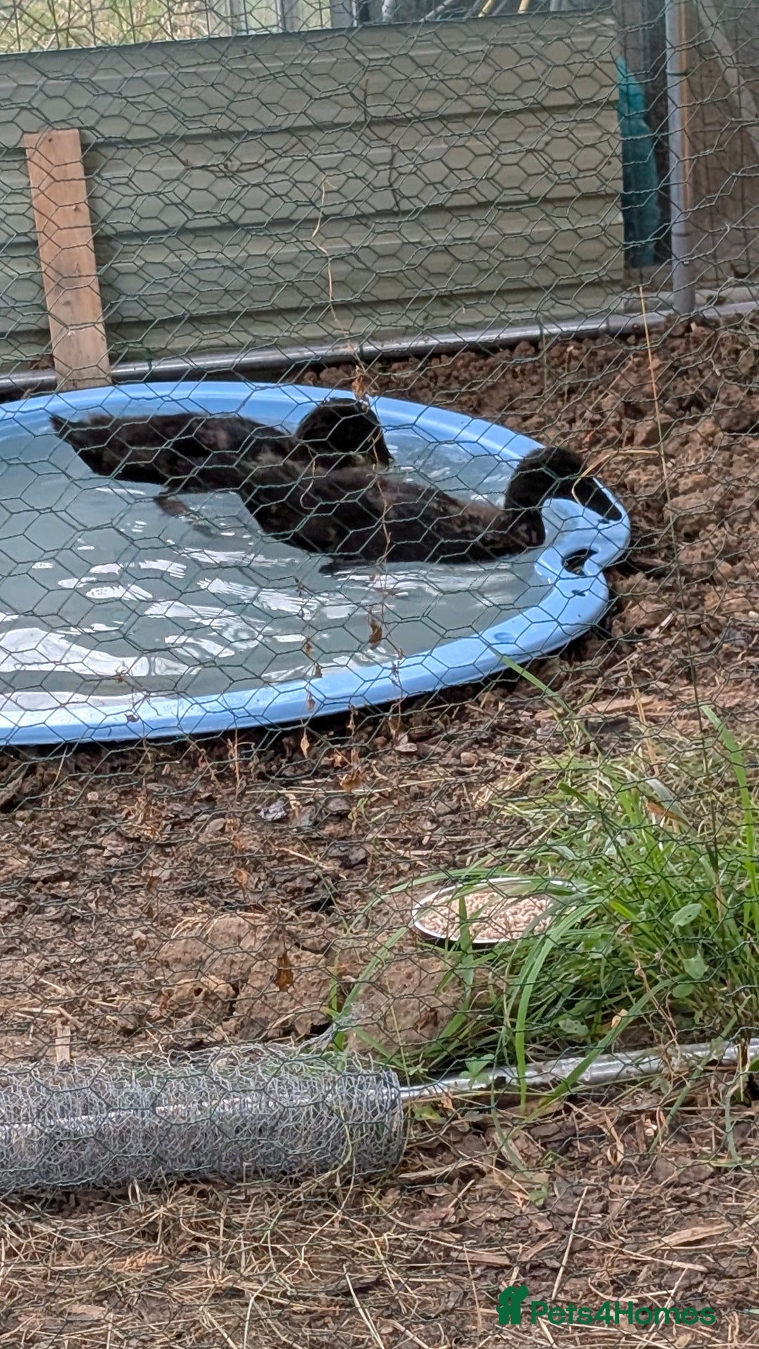 Ducks poultry for sale: Cayuga pair - Advert 2