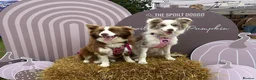 Border Collie dogs for sale: Gorgeous KC Registered Health Tested Border Collie - Advert 4