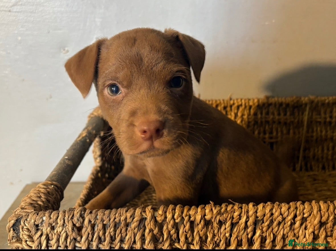 Patterdale Terrier dogs Quality 8 week old Patterdale Pups Available  - Advert 1