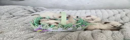 Ragdoll cats for sale: Ragamese ragdoll Siamese kittens  - Advert 4