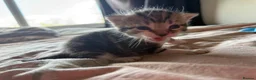 Domestic Shorthair cats for sale: Loving kittens looking for 5 ⭐ homes - Advert 6