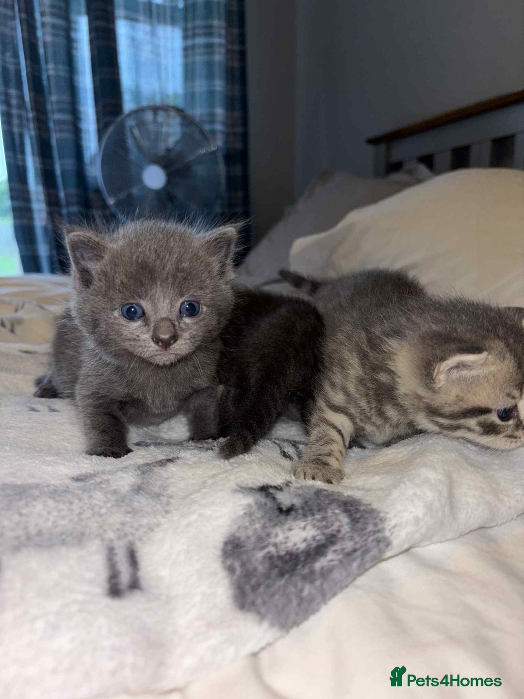 Burmese cats for sale: Beautiful blue kittens  - Image 5