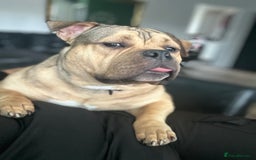 American Bully dogs for sale: Meet Bandit, American pocket bully  - Image 7