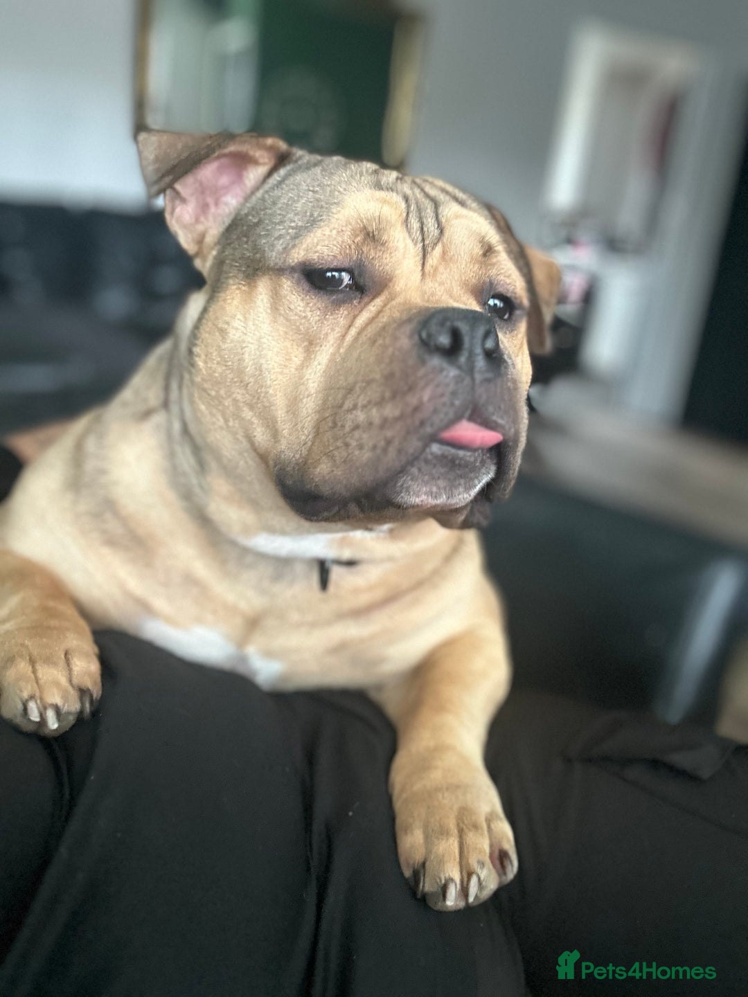 American Bully dogs for sale: Meet Bandit, American pocket bully  - Image 7