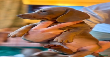Miniature Dachshund dogs - Advert 3
