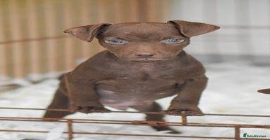 Patterdale Terrier dogs - Advert 8