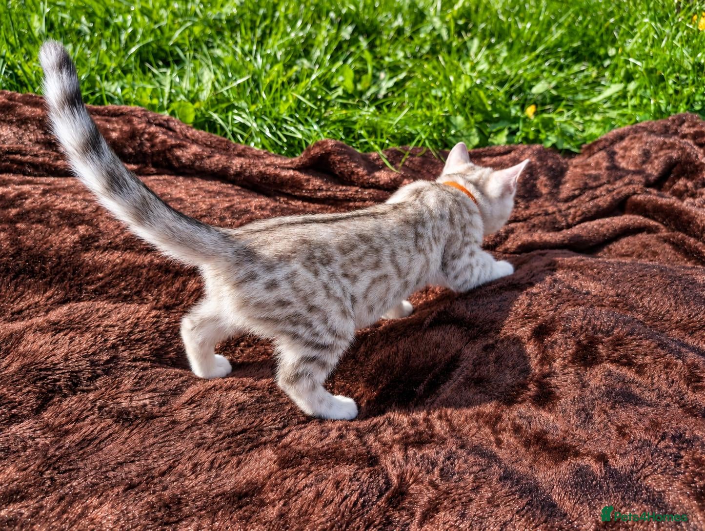 Bengal cats TICA Rosetted Bengal Kittens, Health Tested - Advert 2