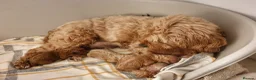 Cavapoo dogs for sale: Beautiful Red Cavapoo Puppies F1BB in Boston - Advert 3