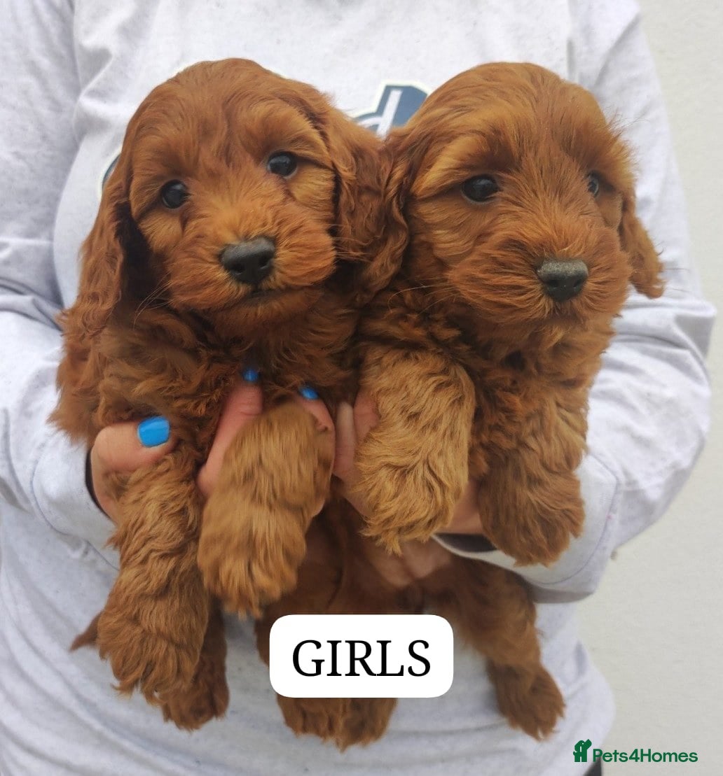 Cavapoo dogs Stunning Red Cavapoo Puppies - Advert 1