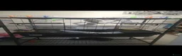 Rat rodents for sale: Rats 6 months old in Kidderminster - Advert 1