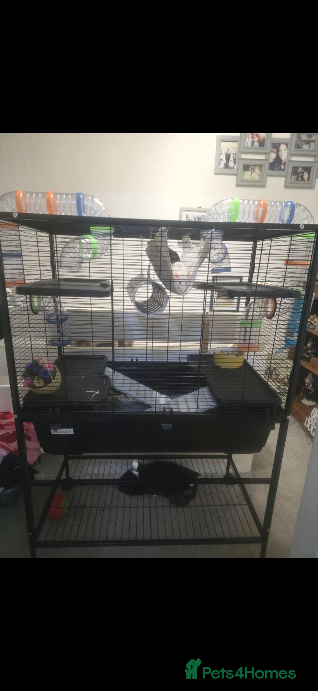 Rat rodents for sale: Rats 6 months old in Kidderminster - Advert 1