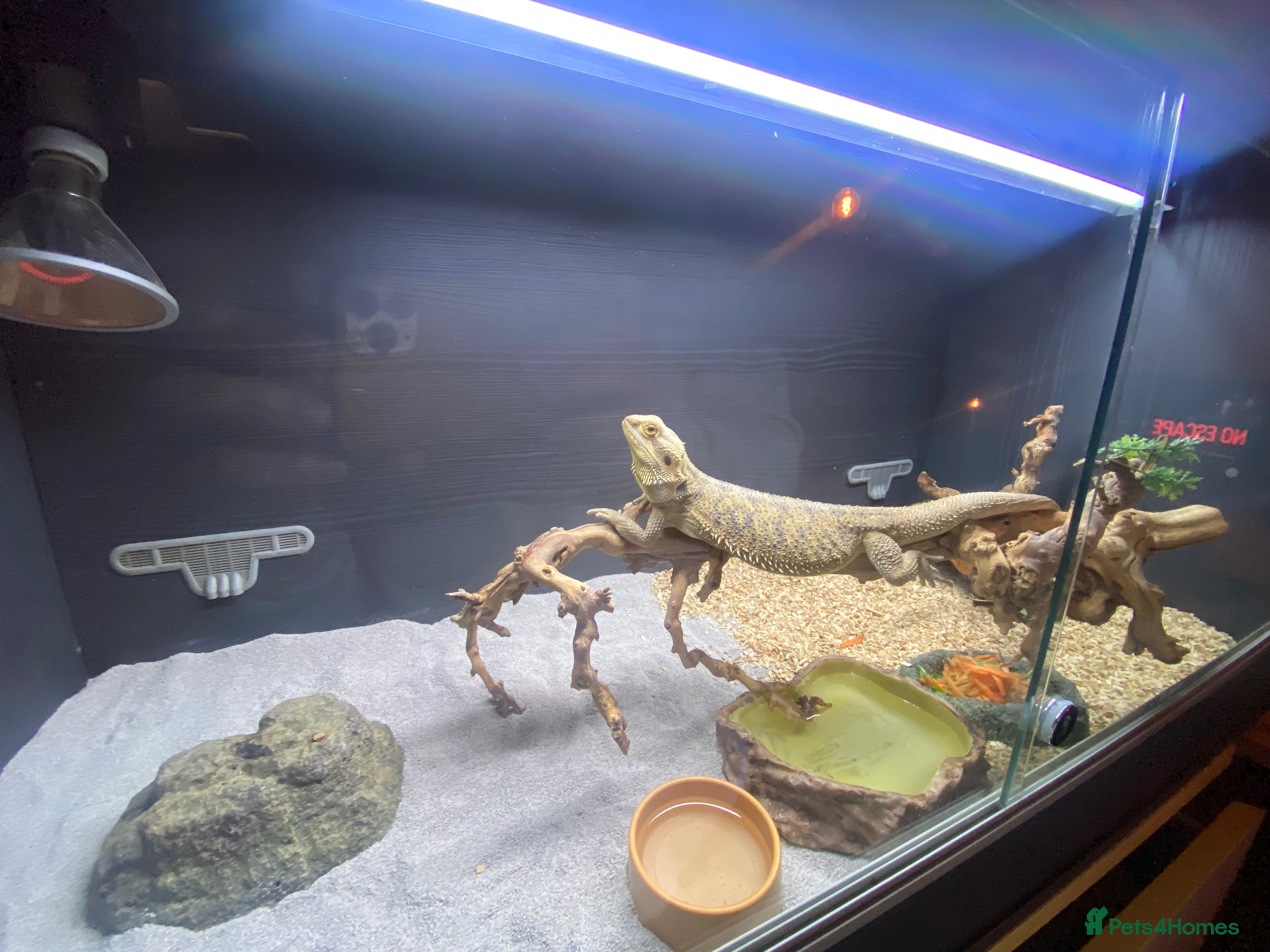 Bearded Dragon reptiles Berad dragon in Kendal - Advert 1