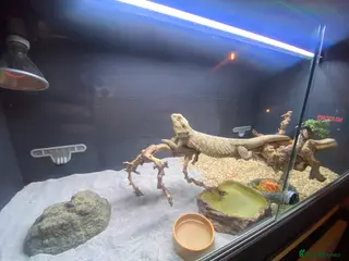 Bearded Dragon reptiles Berad dragon in Kendal - Advert 6
