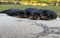 Rottweiler dogs for sale: Stunning Rottweiler puppies  - Image 4