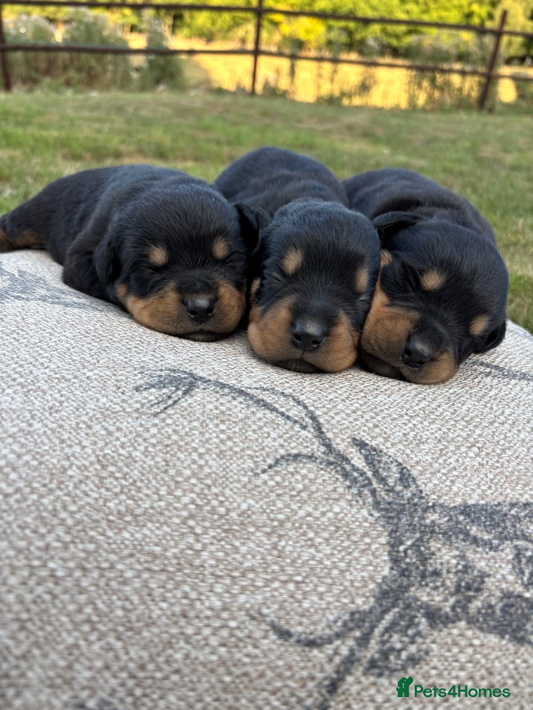 Rottweiler dogs for sale: Stunning Rottweiler puppies  - Image 4