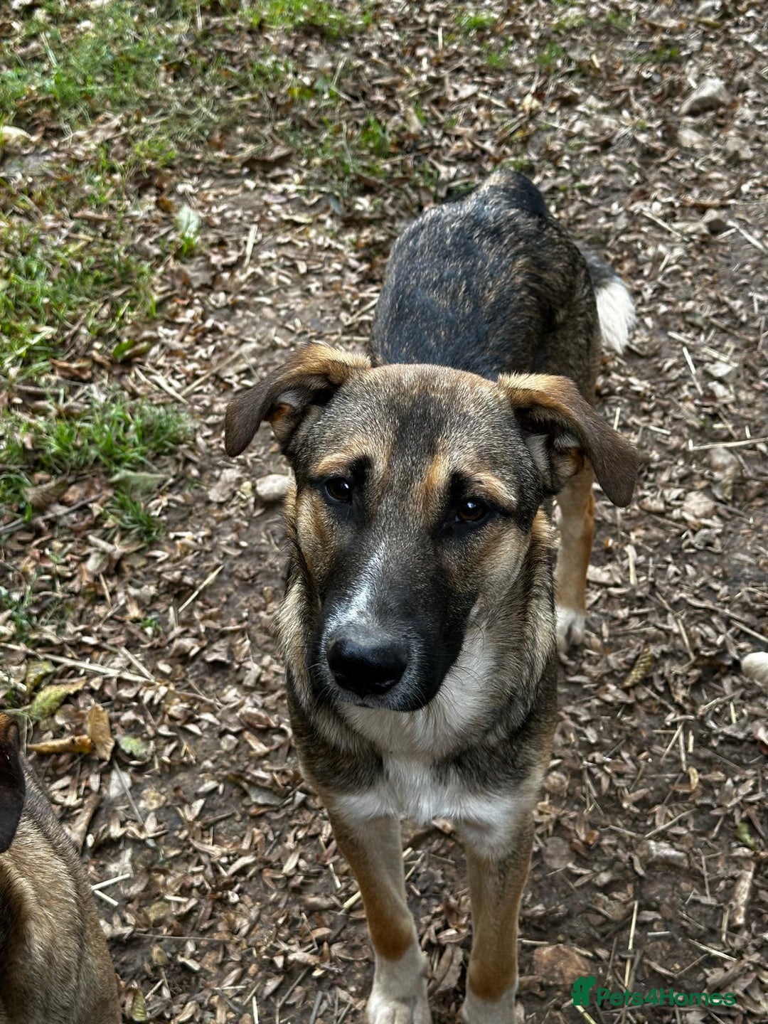 Mixed Breed dogs for adoption: Mac is looking for a family with another dog! - Advert 14