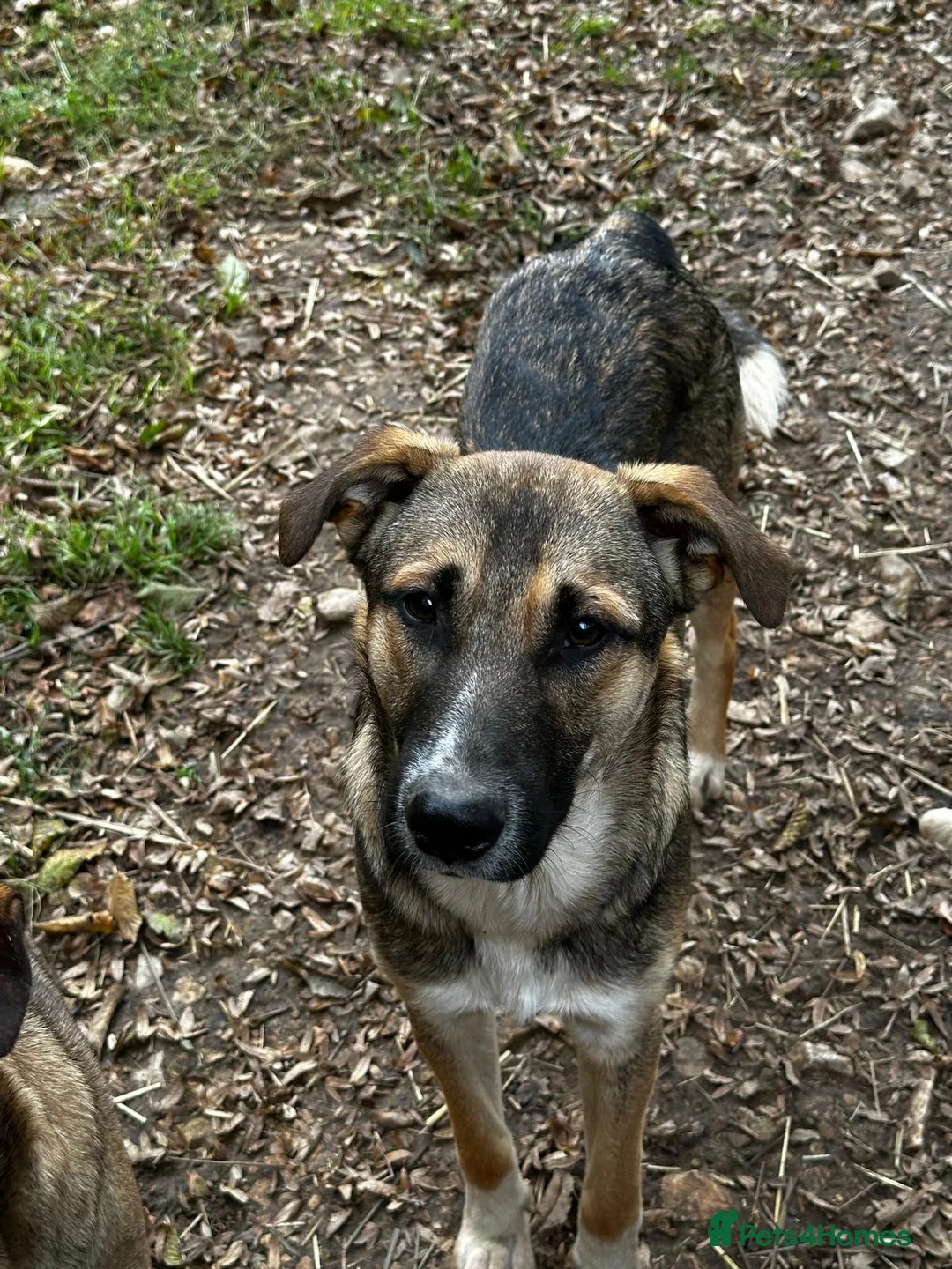 Mixed Breed dogs for adoption: Mac is looking for a family with another dog! - Advert 14