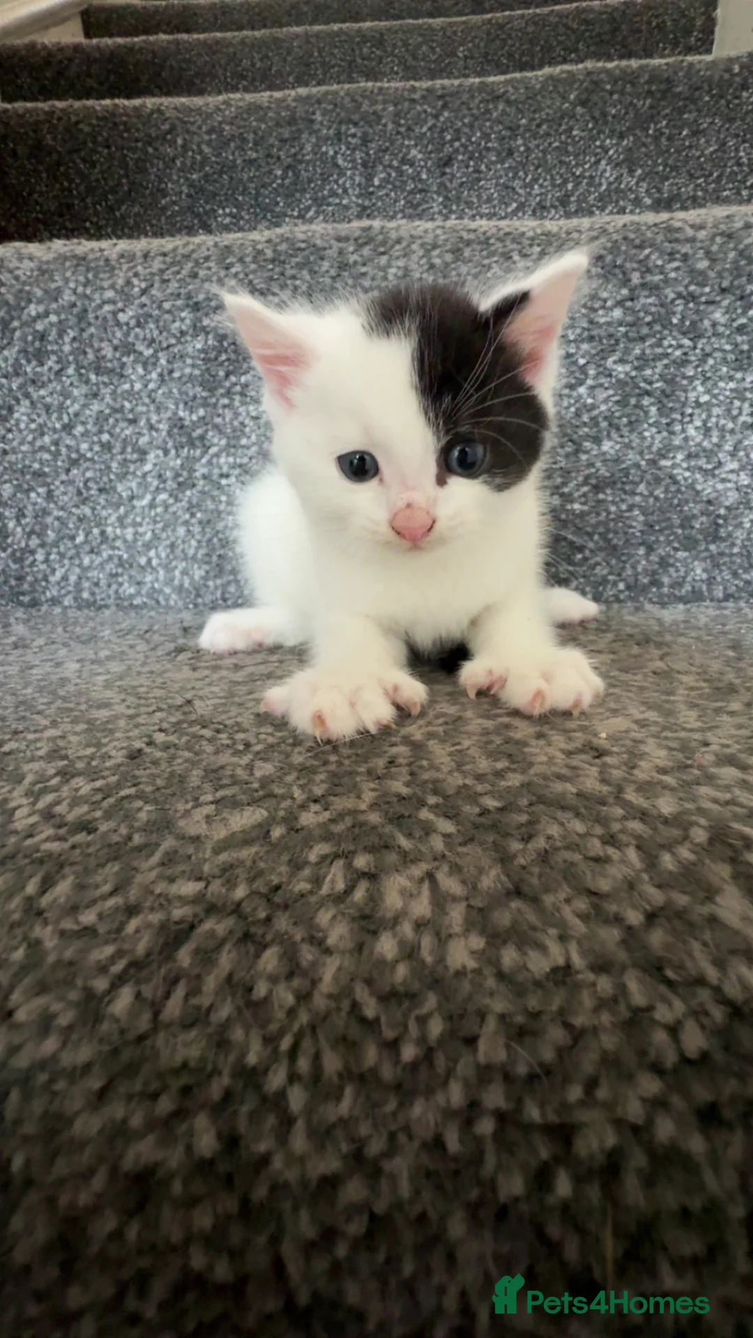 Mixed Breed cats for sale: CAT FOR SALE! - Advert 2