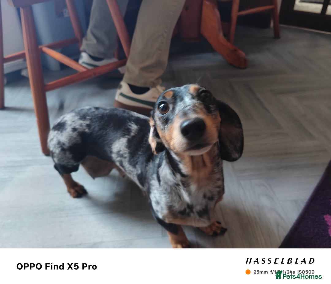 Dachshund dogs for sale: Stunning litter of 4 - Image 2